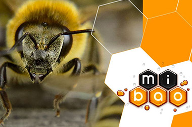 Создание лендинга для компании «Мибао»