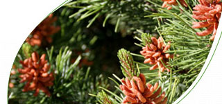 Новый сайт Оздоровительного Фитоцентра