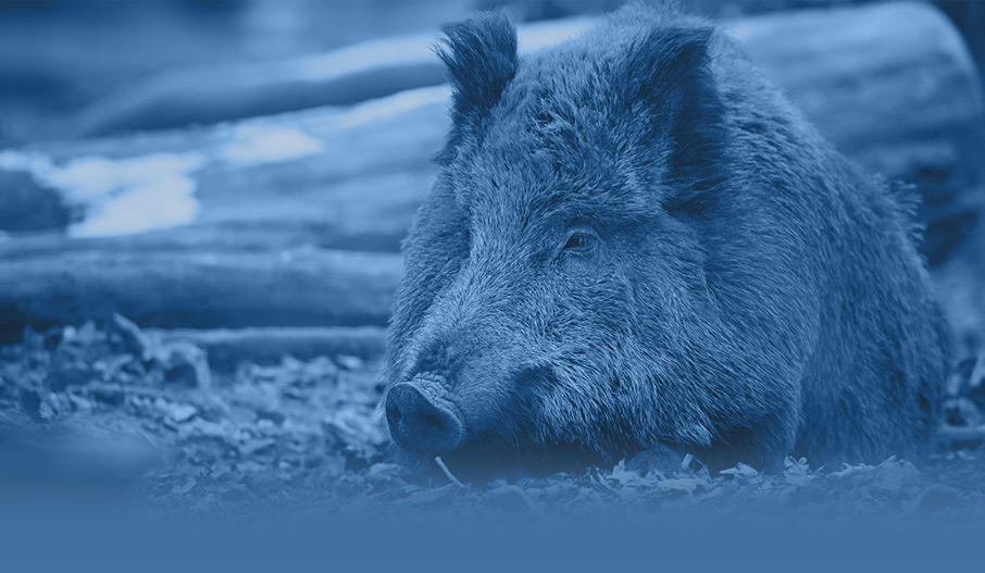 Создание сайта охотхозяйства «Берег - ОхотСервис»